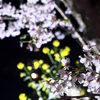 桜と菜の花の夜
