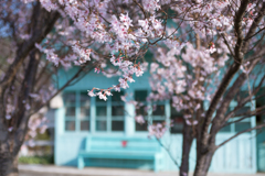 sakura-bench