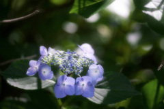 木漏れ日と紫陽花
