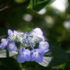 木漏れ日と紫陽花
