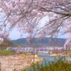 桜アーチと鯉のぼり