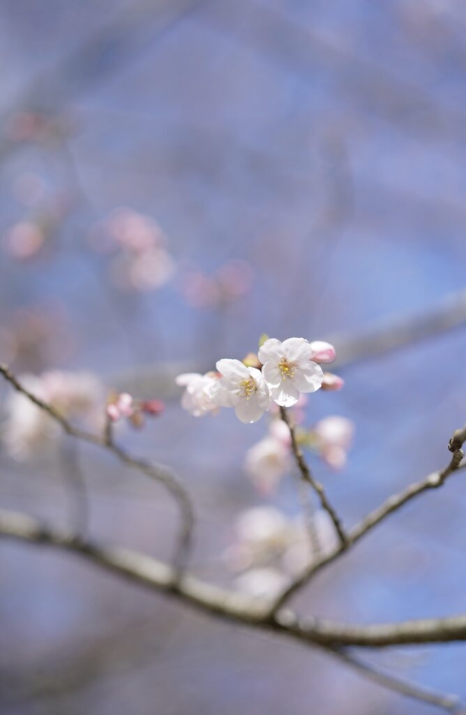 桜 2024-2