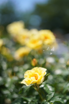 5月の薔薇たち