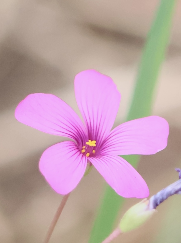 公園の小さな花をマクロレンズで。