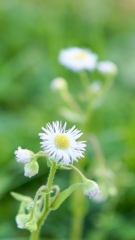 いつもの花