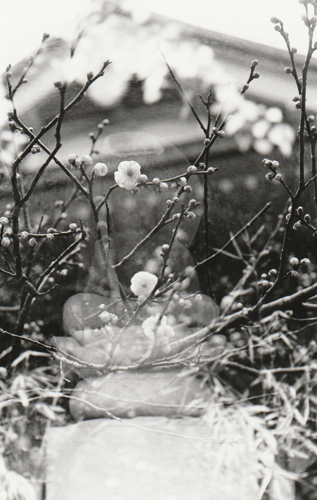 花の向こうに…感謝。