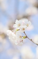 桜の季節