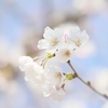 桜の季節