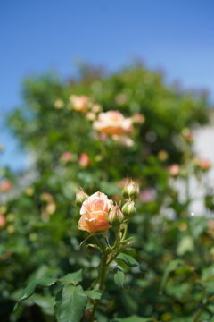 5月の薔薇たち