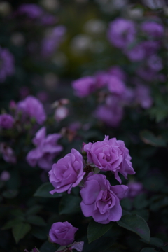 夕暮れ時の薔薇