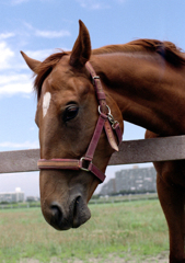 競馬馬の夏休み