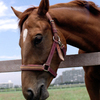 競馬馬の夏休み