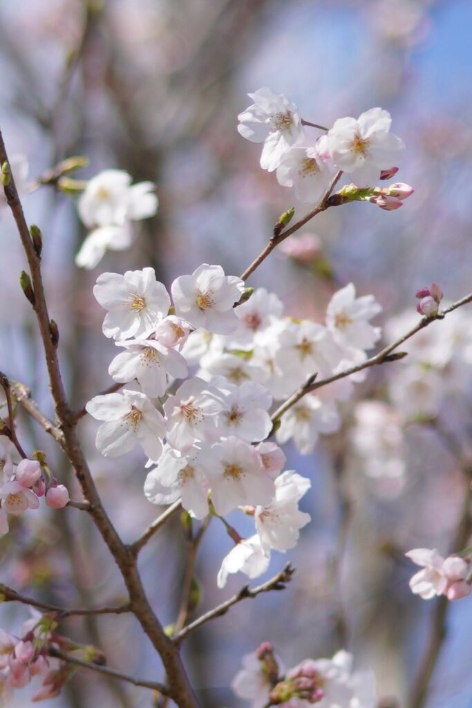 桜 2024