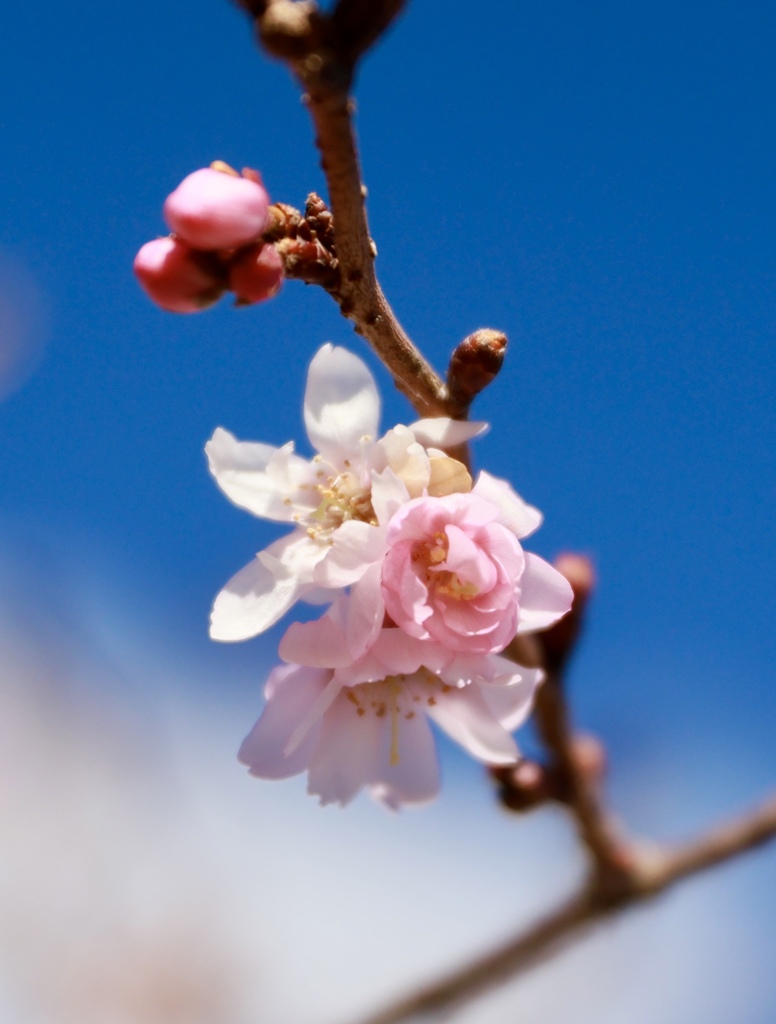冬桜