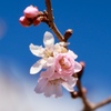 冬桜