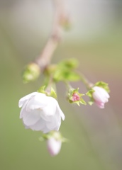 十月桜