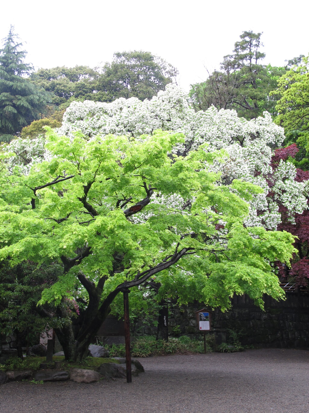 白と緑