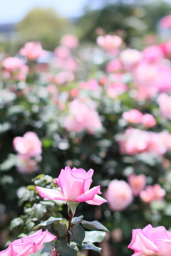 5月の薔薇たち