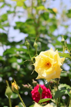 5月の薔薇たち