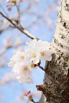 桜
