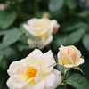 百花繚乱