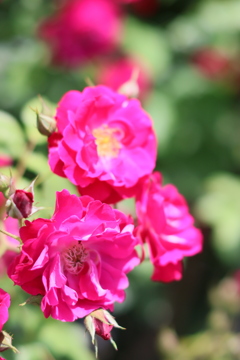 5月の薔薇たち