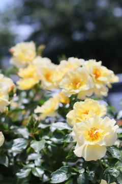 5月の薔薇たち