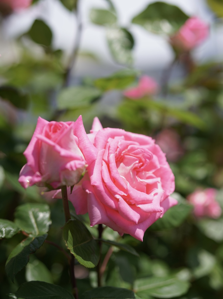 5月の薔薇たち