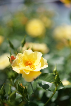 5月の薔薇たち