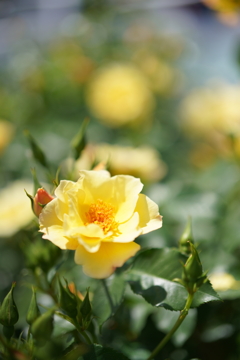 5月の薔薇たち