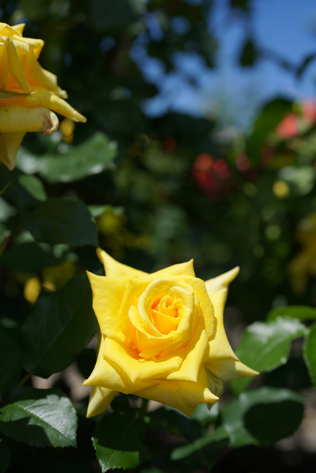 5月の薔薇たち