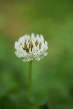 花の季節