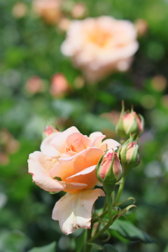 5月の薔薇たち