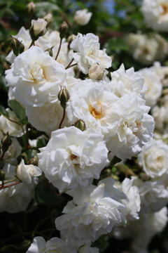 5月の薔薇たち