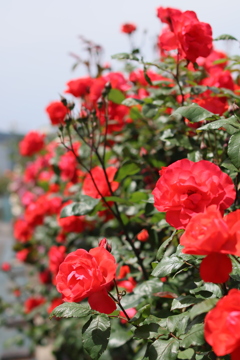 5月の薔薇たち