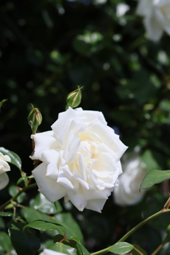 5月の薔薇たち