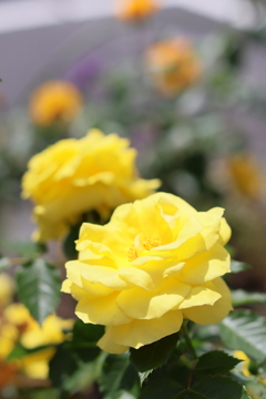 5月の薔薇たち