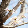 漸く、春