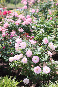 5月の薔薇たち