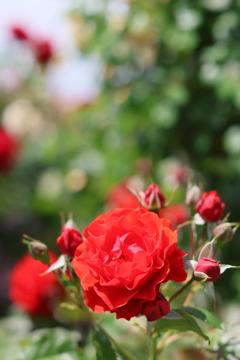 5月の薔薇たち