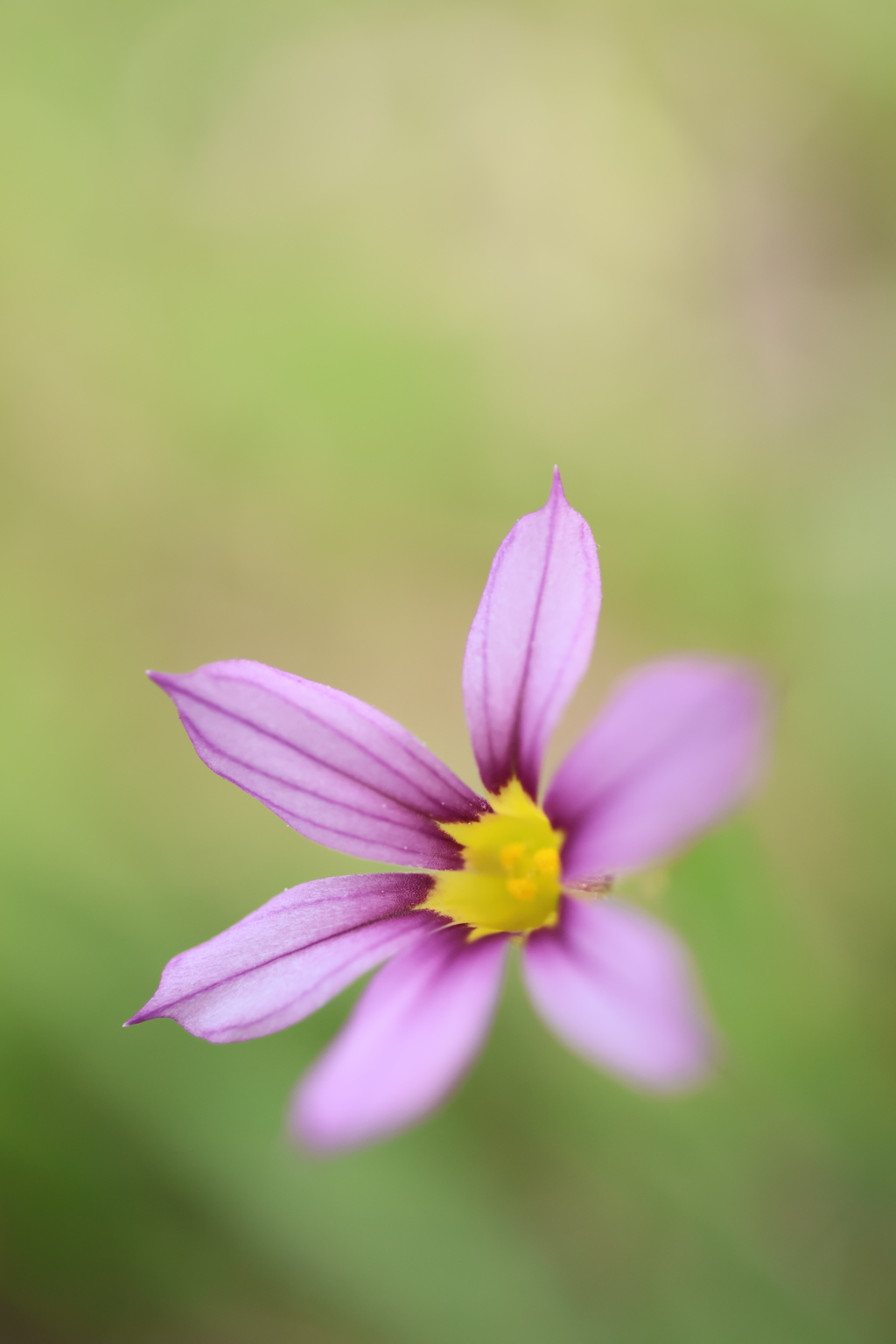 公園の小さな花をマクロレンズで。