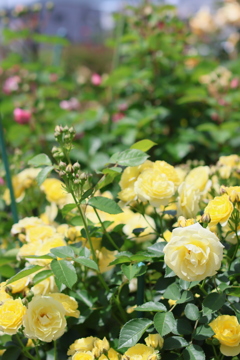 5月の薔薇たち