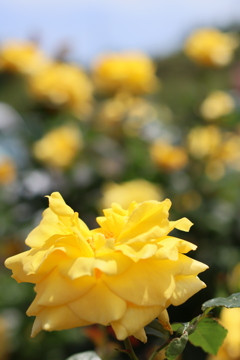 5月の薔薇たち