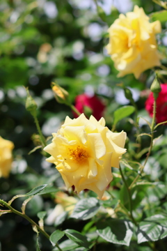 5月の薔薇たち