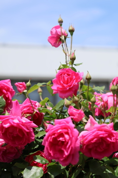 5月の薔薇たち