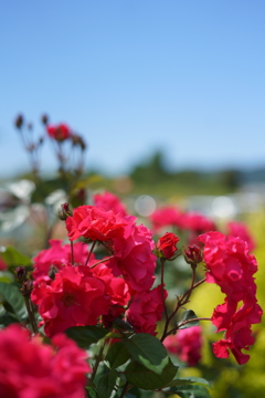 5月の薔薇たち