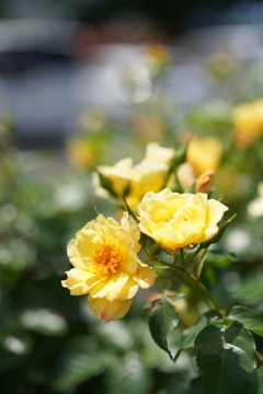 5月の薔薇たち