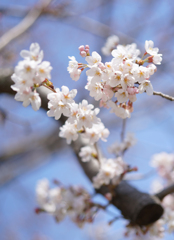 桜咲く