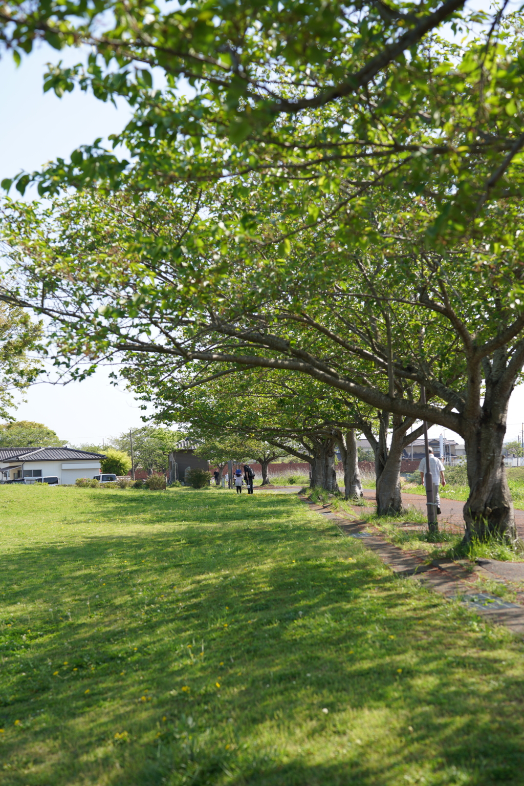 初夏の風景