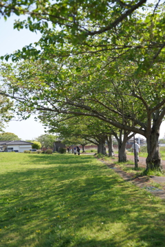 初夏の風景